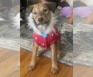 Shepradors Dogs for adoption in Brewster, NY, USA