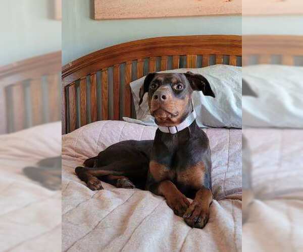 Medium Photo #2 Doberman Pinscher Puppy For Sale in Minneaoplis, MN, USA