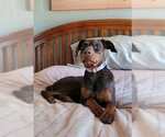 Small #1 Doberman Pinscher