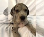Small Photo #7 Great Dane Puppy For Sale in UNICOI, TN, USA