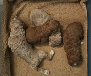 Poodle (Toy) Litter for sale in DUTTON, AL, USA