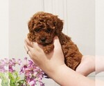 Puppy Camila Poodle (Toy)