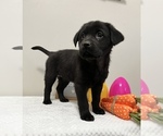 Small Photo #5 Labrador Retriever Puppy For Sale in BEECH GROVE, IN, USA