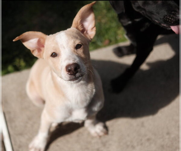 Medium Photo #4 Brittany-Unknown Mix Puppy For Sale in Virginia Beach, VA, USA