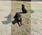 Small Photo #4 Rottweiler Puppy For Sale in PENSACOLA, FL, USA