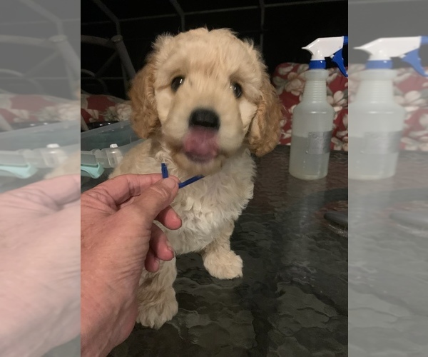 Medium Photo #8 Goldendoodle (Miniature) Puppy For Sale in EDGEWATER, FL, USA