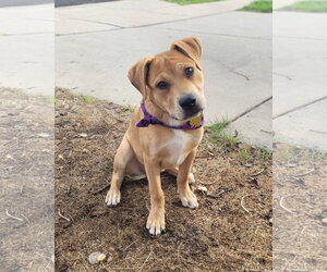 Labrador Retriever-Unknown Mix Dogs for adoption in Sandy, UT, USA