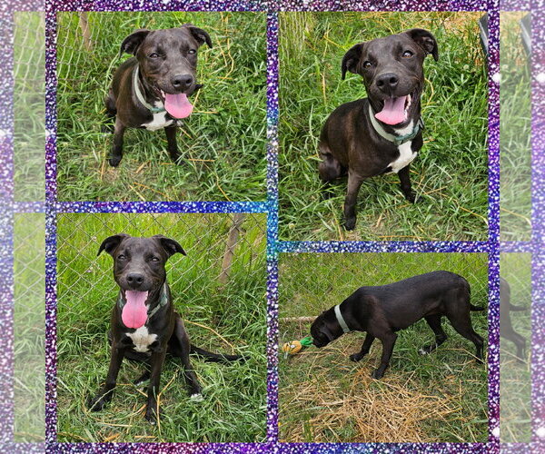 Medium Photo #5 Labrador Retriever-Unknown Mix Puppy For Sale in Blacksburg, SC, USA