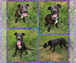 Small #4 Labrador Retriever Mix