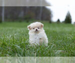 Small Photo #6 Pom-A-Poo Puppy For Sale in WARSAW, IN, USA