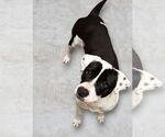 Small #6 American Bulldog-Dalmatian Mix