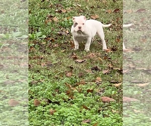 American Bully Puppy for sale in MOUNT OLIVE, AL, USA