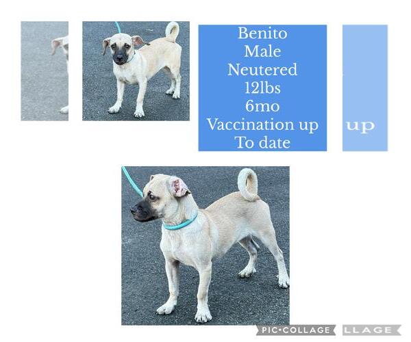 Medium Photo #6 Puggle Puppy For Sale in Virginia Beach, VA, USA