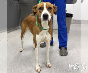 Boxador Dogs for adoption in Washington, DC, USA