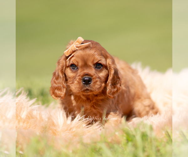 Medium Photo #3 Cavalier King Charles Spaniel Puppy For Sale in WARSAW, IN, USA