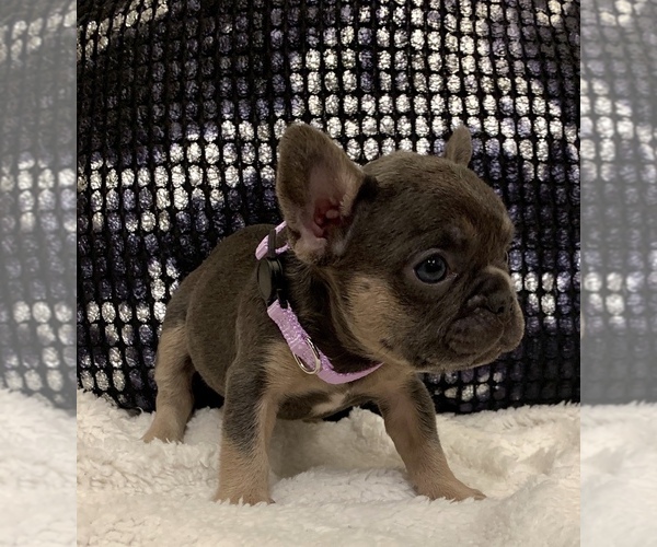 Medium Photo #12 French Bulldog Puppy For Sale in BAKERSFIELD, CA, USA