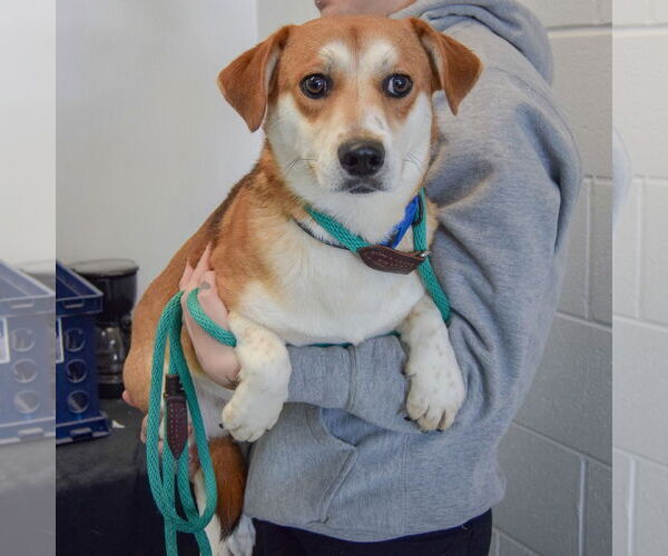 Medium Photo #3 Beagle-Unknown Mix Puppy For Sale in Huntley, IL, USA