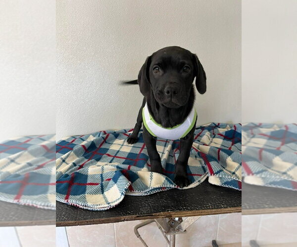 Medium Photo #2 Labbe Puppy For Sale in Osgood, IN, USA