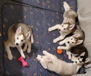 Siberian Husky Puppy for Sale in MELROSE, Florida USA