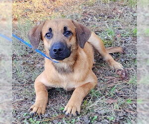 Mutt Dogs for adoption in Wetumpka, AL, USA