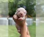 Small Photo #8 Dogo Argentino Puppy For Sale in INKSTER, MI, USA
