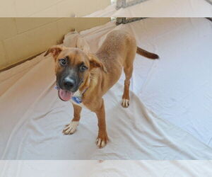Mutt Dogs for adoption in McKinney, TX, USA