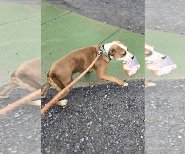 Medium Photo #9 Mutt Puppy For Sale in Rustburg, VA, USA