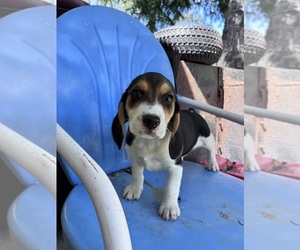 Beagle Puppy for sale in HARRISON, OH, USA