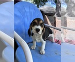 Image preview for Ad Listing. Nickname: Litter of 7