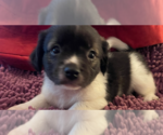 Small Photo #1 Puginese Puppy For Sale in Van Nuys, CA, USA