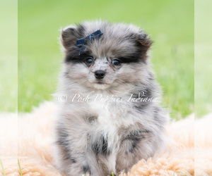 Medium Pomeranian