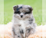 Puppy Draco AKC Pomeranian