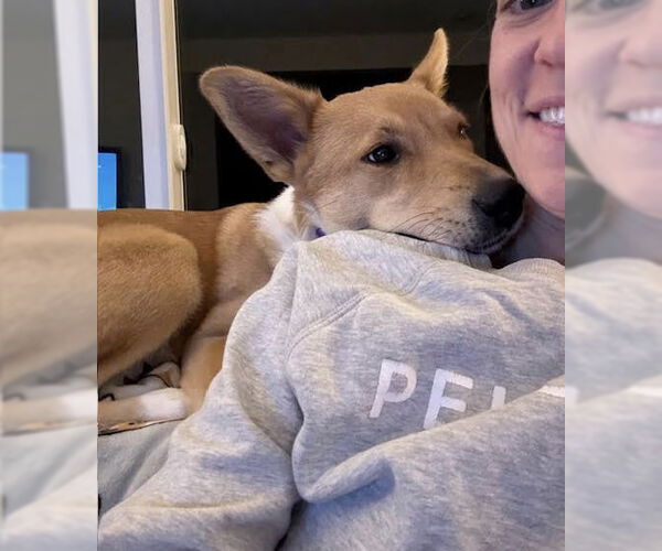 Medium Photo #3 Mutt Puppy For Sale in Princeton, MN, USA