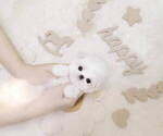 Small Photo #6 Maltese Puppy For Sale in Seoul, Seoul, Korea, South