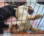 Puppy Ricky Jr Labrador Retriever