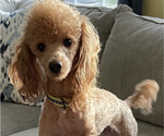 Small Photo #1 Maltipoo Puppy For Sale in ALEXANDRIA, VA, USA
