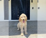 Puppy Puppy 4 Goldendoodle