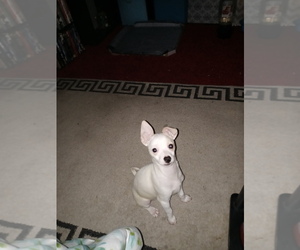 Chihuahua Puppy for sale in PLAINFIELD, IN, USA