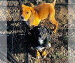 Small Photo #7 Mutt Puppy For Sale in Claremore, OK, USA
