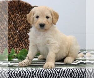 Goldendoodle (Miniature) Puppy for sale in STRASBURG, PA, USA