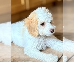 Small #1 Cavapoo (Miniature)