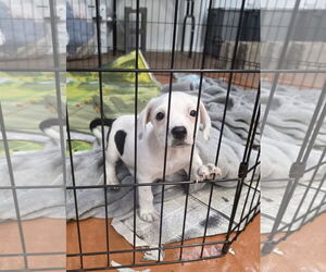 Chiweenie Dogs for adoption in SHERBURNE, NY, USA