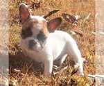 Small Photo #1 French Bulldog Puppy For Sale in CONYERS, GA, USA