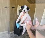Small #1 American Pit Bull Terrier-Jack Russell Terrier Mix