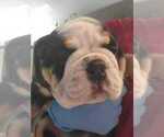 Small Photo #6 English Bulldog Puppy For Sale in ARGYLE, TX, USA