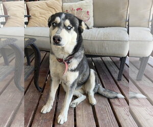 Siberian Husky Dogs for adoption in Chandler, AZ, USA