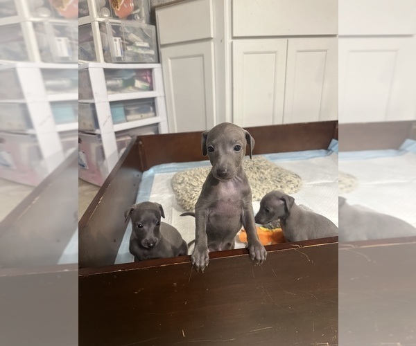 Medium Photo #5 Italian Greyhound Puppy For Sale in GLEN BURNIE, MD, USA