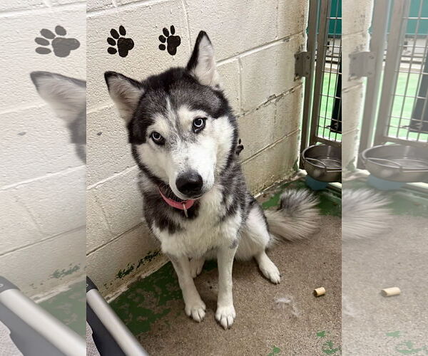 Medium Photo #7 Siberian Husky Puppy For Sale in Rustburg, VA, USA