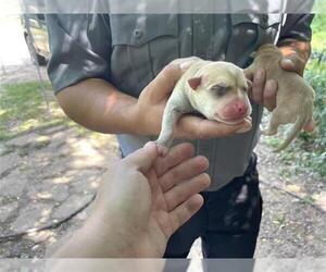 American Pit Bull Terrier-Unknown Mix Dogs for adoption in Houston, TX, USA