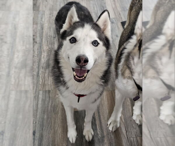 Medium Photo #6 Siberian Husky Puppy For Sale in Severn, MD, USA